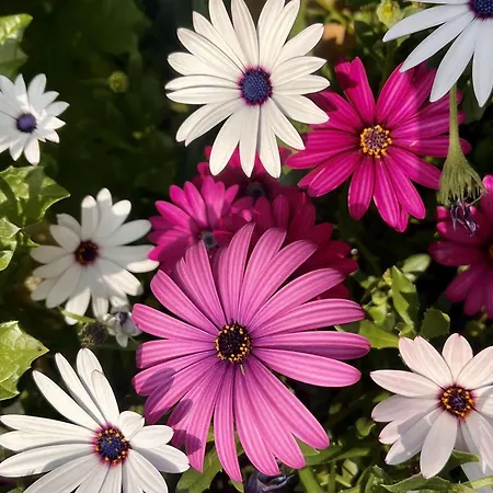 Apartament Avec Terrasse, Clim, Parking Prive - - Fr-1-226b-153